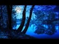 Soothing Night Time Forest Sounds - 2 Hour Ambient Soundscape - For Sleep & Relaxation