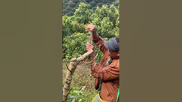 Ghép cành cải tạo giống nhãn !