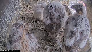 Slechtvalken Nestkast Onze Lieve Vrouwe Toren Amersfoort 24.05.2024 19:43