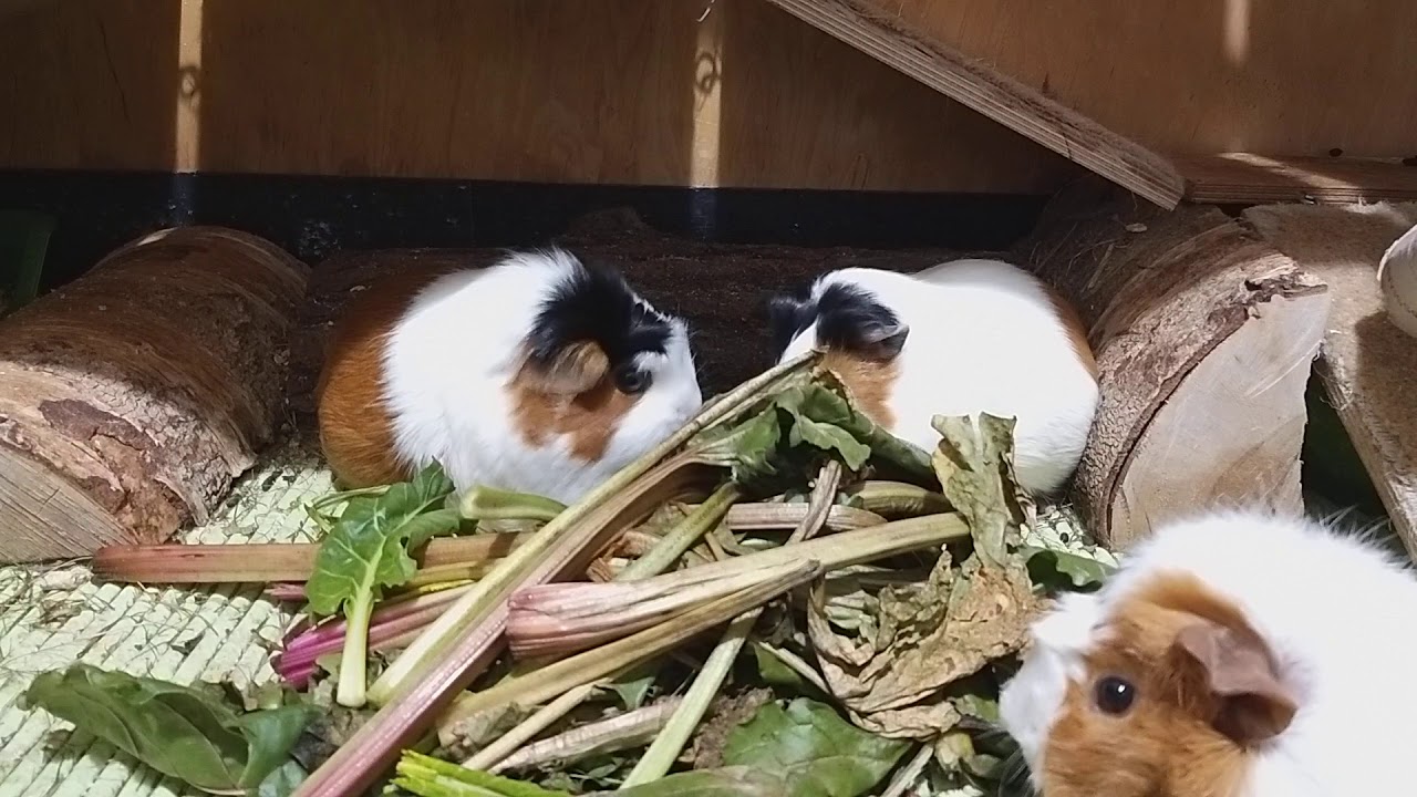 Guinea Pigs and beetroot leaves part2 love from the first bite YouTube