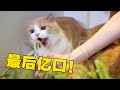 【喵来啦】草！一屋子狗尾巴草，猫疯狂开吃！|搞笑 宠物 猫咪视频