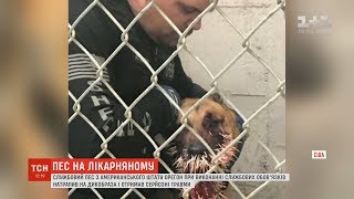 В США дикобраз поранив службового собаку, залишивши в ньому понад 200 голок В США дикобраз поранив службового собаку, залишивши в ньому понад 200 голок
