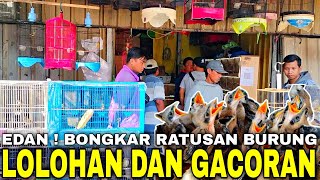 TERNYATA INI ! PUSATNYA ANEKA JENIS BURUNG LOLOHAN DAN GACORAN MEWAH BONUS ISIAN CILILIN BLACKTHROAT