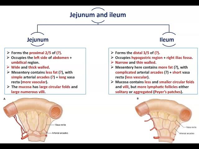 Vasa Recta Intestines
