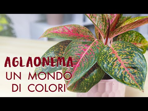 Video: Aglaonema: Tutte Le Sfumature Della Cura Di Un Fiore A Casa + Foto E Video