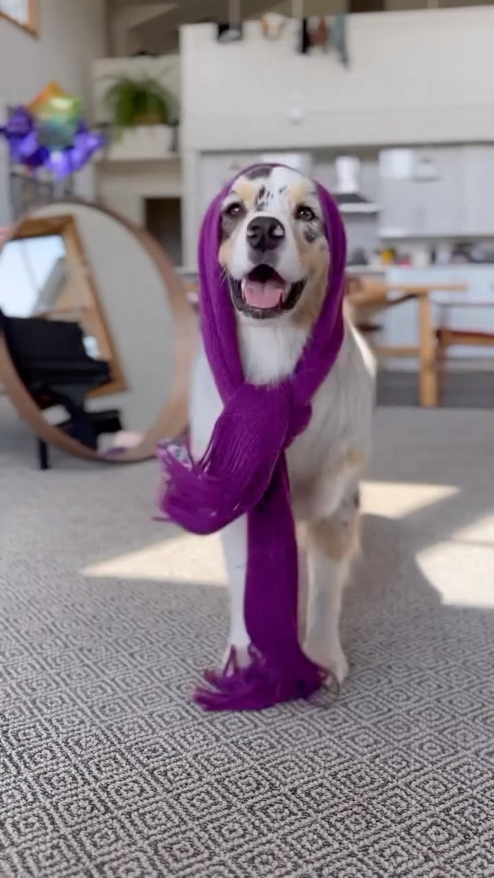 #JasonDeruloTV // So Cute ? #GotPermissionToPost From IG @my_aussie_gal #FromTheIslands