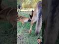 😱😱#funny #baffalo #stitch #animals #comedy #goat #dog #pets