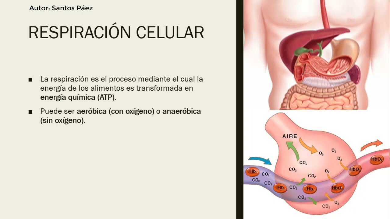 En que consiste la respiracion celular