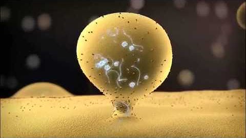 The Science of Circulating Microvesicles