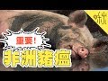 【非洲豬瘟】如果登陸台灣會有什麼後果? 防疫需要你我共同努力! | 啾來聊聊 第57集 | 啾啾鞋