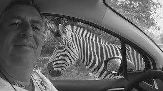 le Zèbre rentre sa tête dans la voiture [GOPRO HD]