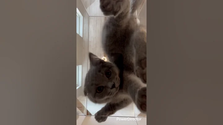 Video 11507561: britishshorthair cat cute kitten, britishshorthair cat funny kitten