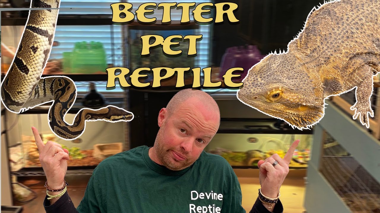 Bearded Dragon vs Ball Python better Pet Reptile? YouTube