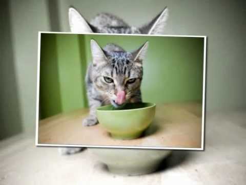 วีดีโอ: โรคผิวหนังเนื่องจากการแพ้อาหารในแมว