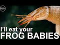 Weird Creatures that live in YOUR Pond!