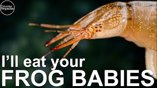 Weird Creatures that live in YOUR Pond!