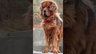 Himalayan mastiff looks like lion  #shorts #viral #trending #dogs #viral #trending #ytshorts #dogs