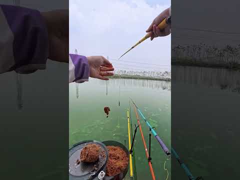 Tập 39 | Ký sự cần thủ Trọng Minh Fishing #cauca #fishing #trongminhfishing