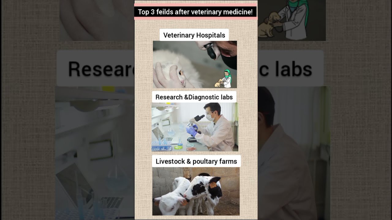 Top Fields After Veterinary Medicine Dvm 