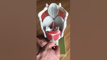 Movability of GS 10 Functional Model of the Larynx