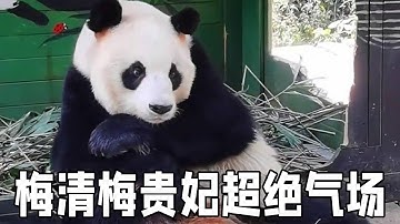 眼前这只霸气侧漏女王范尽显的大熊猫就是梅清梅贵妃， 只因比自己小三岁的熊猫身体不好而顶替了自己的退休名额，据说暴脾气直接创飞官内每个人！【你好大熊猫】