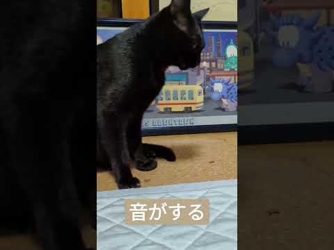 音がする猫 - Black cats - #Shorts