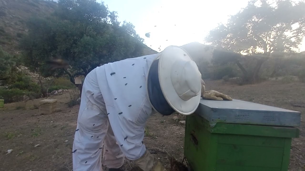 تعلم اخي نحال افضل طرقة لتدارك بها  خلايا التطريد  هي طريقة النفضة الحسونية عمل يوم 10\4\2023 رمضان