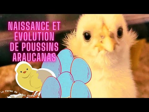 Vidéo: Quand les araucanas commencent-ils à pondre ?