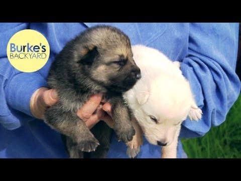 Burke S Backyard Old Husband S Tales Pet Allergies Youtube
