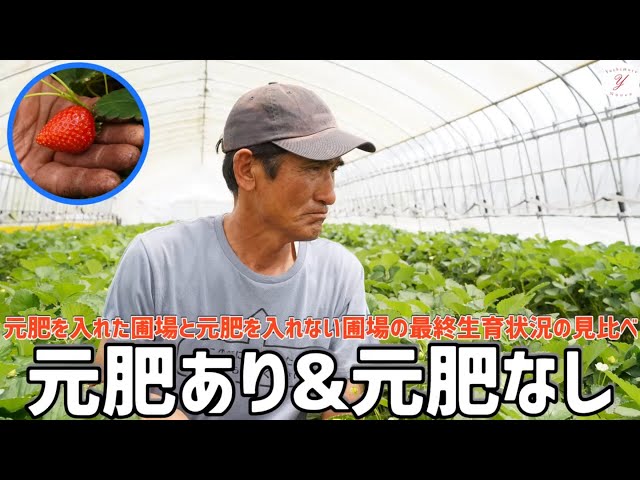 Strawberry Cultivation] Fixed-Point Observation of Fields With and