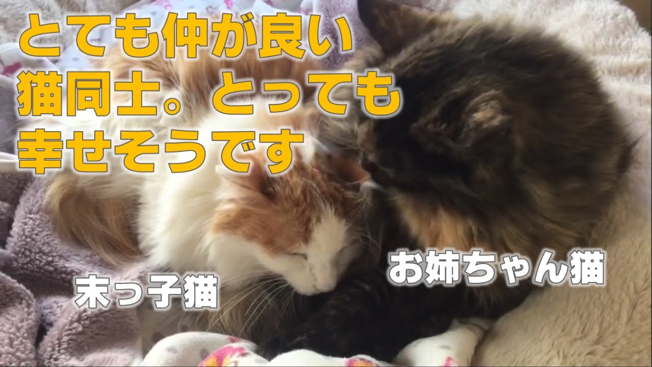 猫同士とっても仲良く毛づくろい Youtube