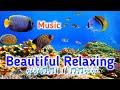 Musik Relaksasi yang indah - instrumen Musik Relaksasi #relaxing #relaxingmusic