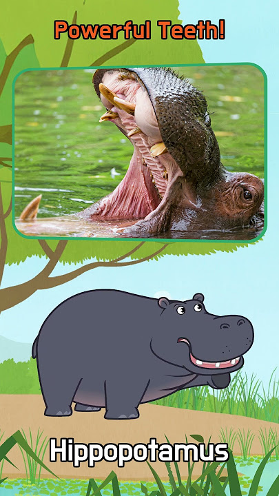 Powerful Teeth! | Zebra, Hippopotamus, Beaver, Porcupine | #shorts | Little Fox