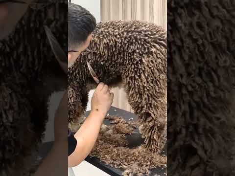 Cortando rastas del perro de aguas a tijera.Peluquería canina profesional. Estilismo canino. PDAE