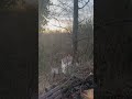 Rochsburg - Kellerbergdämmerung