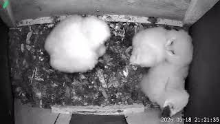 Barn owl nest box uk