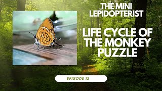 life cycle of the Monkey puzzle butterfly ( reupload)