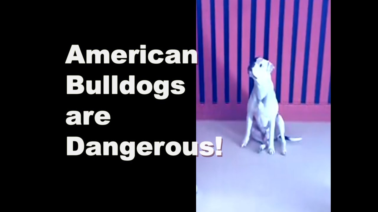 are american bulldogs dangerous pets