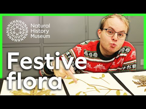 Mistletoe, holly and firs | A closer look at festive flora