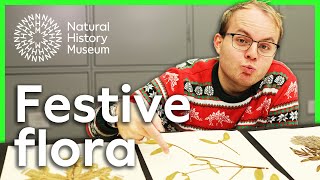 Mistletoe, holly and firs | A closer look at festive flora