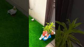 Decor idea for garden | Creative Hands🌿