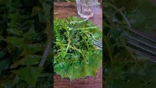une salade sauvage exceptionnelle !