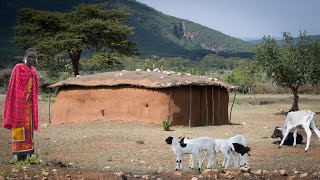 Maasai House Filled with Baby Animals  Built Only From Sticks and Dung  Full Build