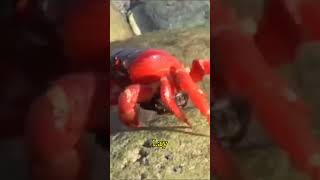 Mass Crab Migration