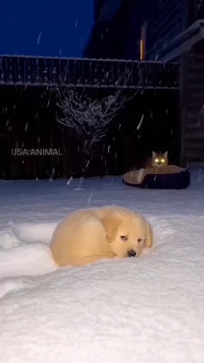 Heartwarming Moments, Cals Restine Shivering Puppies in the Show!#pets#animals #heartwarming #usa