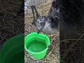 Check out these feet on an emu - emu feet look like they belong on a dinosaur and have huge toenails