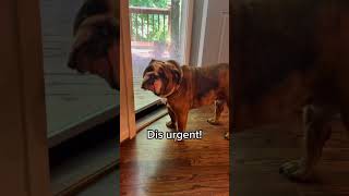 Heat & bulldogs don’t mix. ‍♀ #dog #bulldog #bulldogs #englishbulldog #dogmom #funny #funnydog