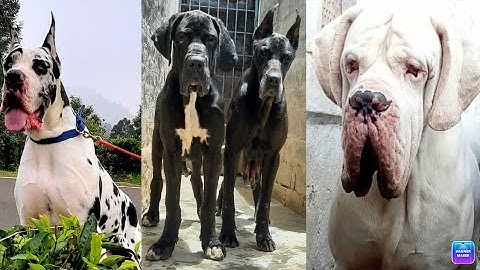 European great danes for sale near me