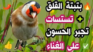 🔥#بتبتة القلق مع تستسات تجبر #الحسون على الغناء، لو حسونك صامت صدقني أنه سيغرد مهما كان صمته #مقنين🔥