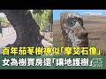百年茄苳樹神似「摩艾石像」　女為樹買房還「讓地護樹」｜華視新聞 20260522 @CtsTw
